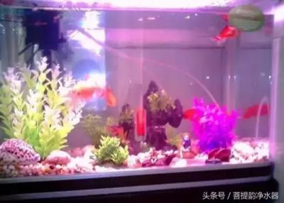 大礦泉水瓶子做魚缸：大礦泉水瓶子可以被改造成魚缸