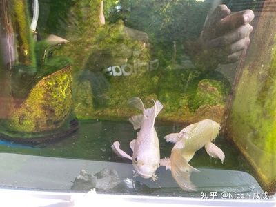 1米5魚缸養了8條蝴蝶鯉:1米5的魚缸可以養2-3條蝴蝶鯉嗎? 魚缸百科 第1張 1米5魚缸養了8條蝴蝶鯉:1米5的魚缸可以養2-3條蝴蝶鯉嗎? 1米5魚缸養了8條蝴蝶鯉:1米5的魚缸可以養2-3條蝴蝶鯉嗎? 魚缸百科 第1張