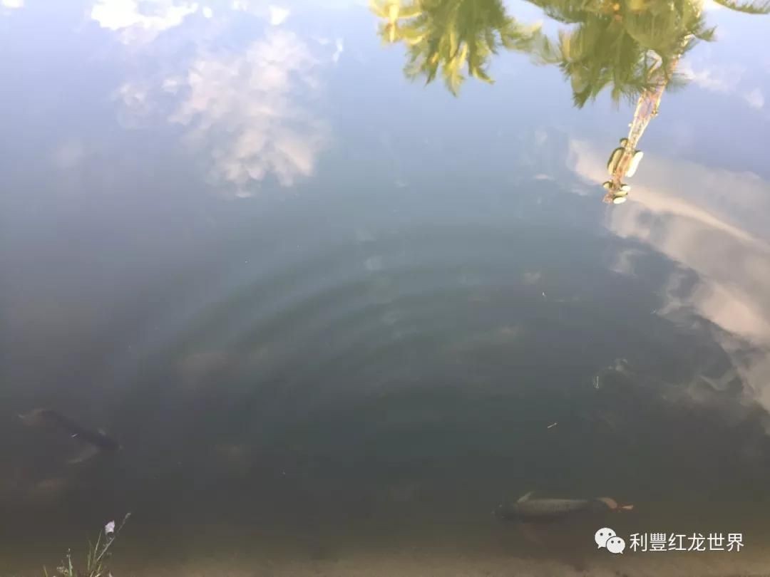 紅龍魚 溫度：紅龍魚冬季保溫技巧紅龍魚水溫監控設備推薦