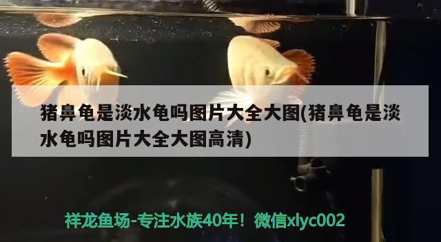 豬鼻龜是淡水龜嗎圖片大全大圖(豬鼻龜是淡水龜嗎圖片大全大圖高清)