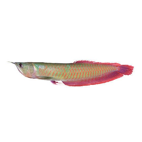 紅龍狀態(tài)不佳 紅龍狀態(tài)不佳 紅龍魚(yú)百科 第2張