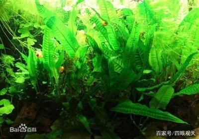 常見魚缸水草圖片