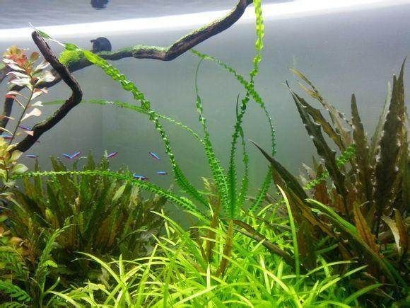 常見魚缸水草圖片