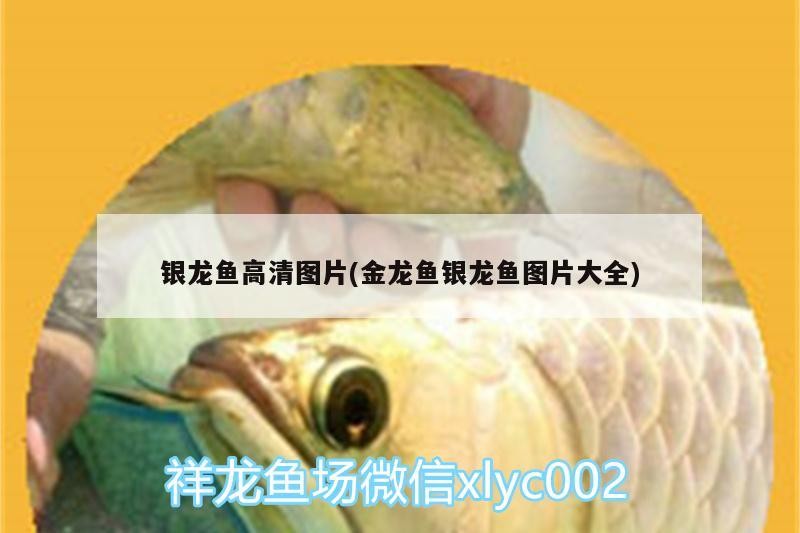 大魚缸怎么樣才能養魚活：大魚缸養魚存活的關鍵步驟和注意事項和注意事項