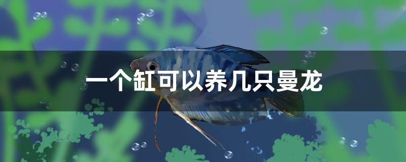 一個缸可以養幾只曼龍