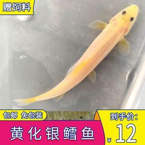 龍魚(yú)咬不咬人的魚(yú)苗怎么辦