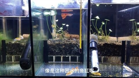 大型魚缸怎么困水：大型魚缸困水怎么辦？
