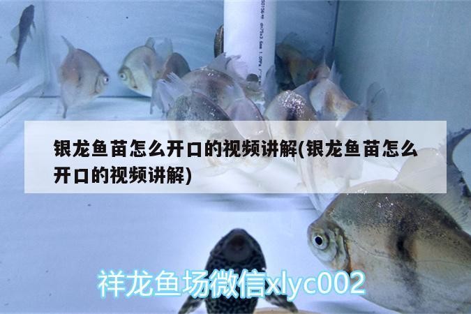 銀龍魚苗怎么開口的視頻講解(銀龍魚苗怎么開口的視頻講解)