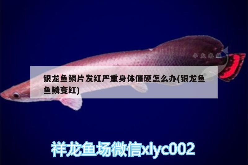 銀龍魚鱗片發(fā)紅嚴(yán)重身體僵硬怎么辦(銀龍魚魚鱗變紅)