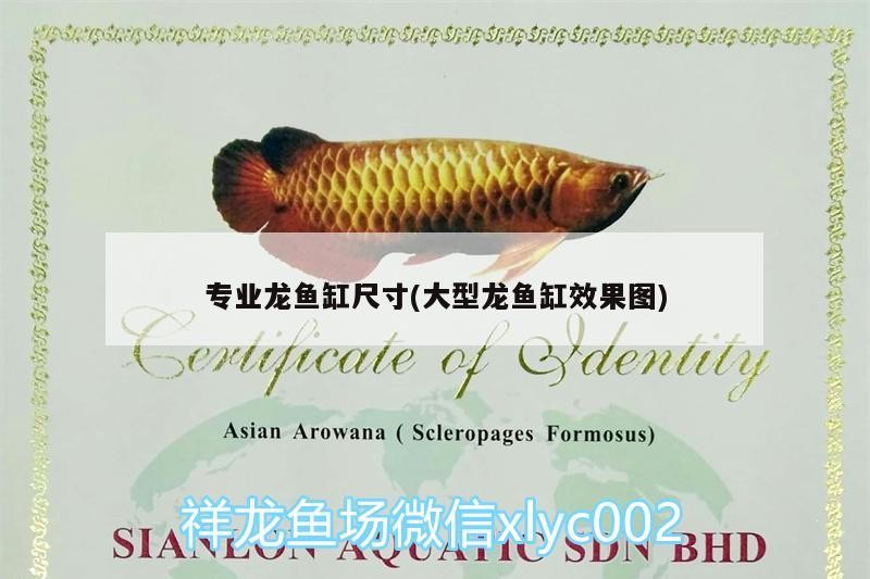 專業龍魚缸尺寸(大型龍魚缸效果圖)