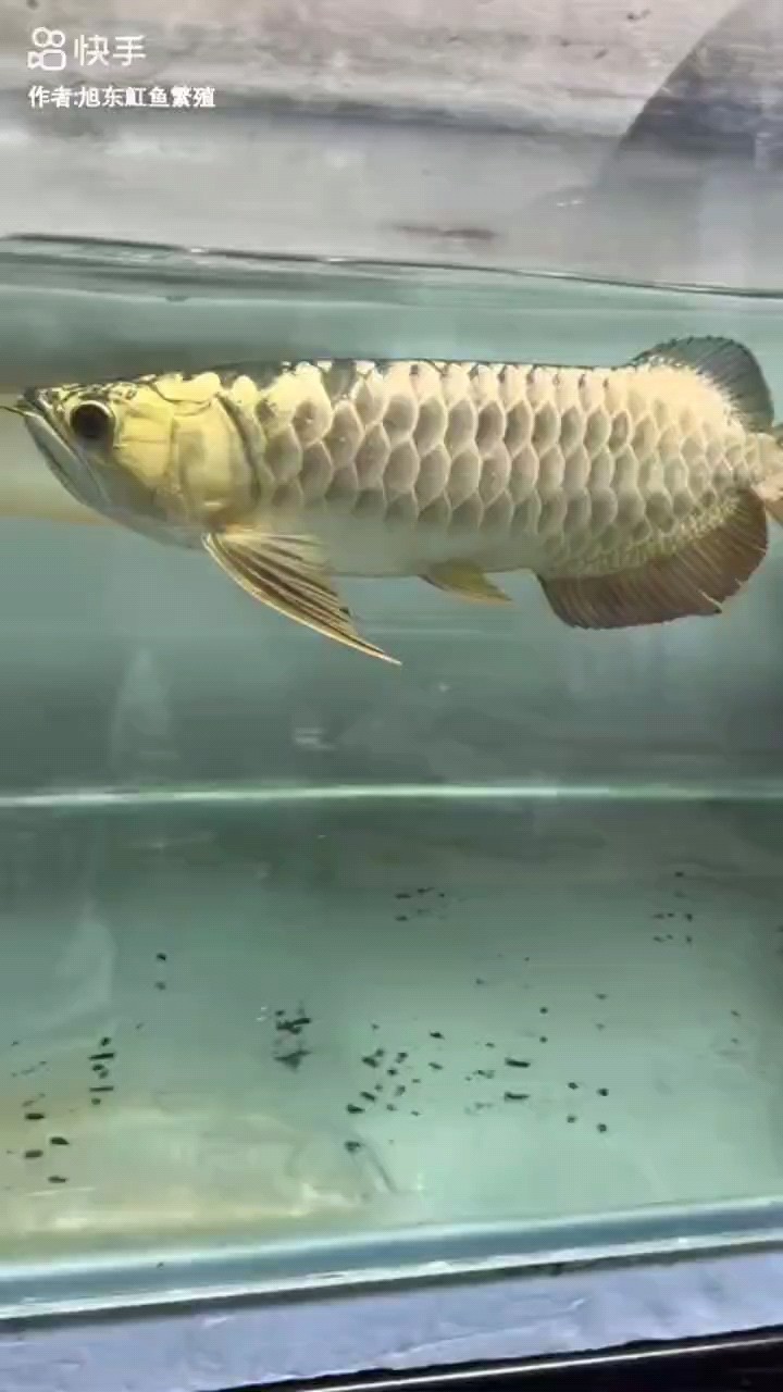魚缸用增氧泵價格是多少:魚缸增氧機-xtrac增氧機-xtrac增氧機 又入龍坑了 龍魚論壇 又入龍坑了 又入龍坑了 龍魚論壇