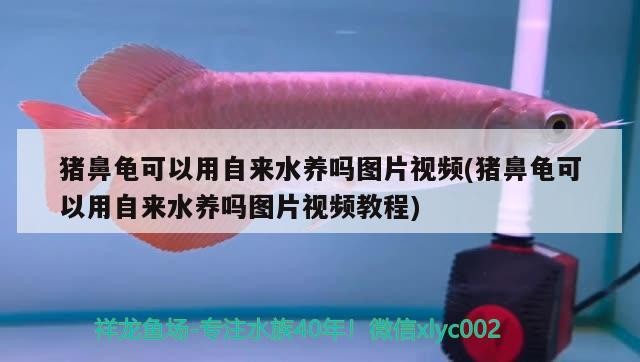 豬鼻龜可以用自來水養(yǎng)嗎圖片視頻(豬鼻龜可以用自來水養(yǎng)嗎圖片視頻教程)
