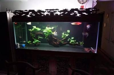 超市魚缸魚能活幾天：超市魚缸魚存活時間受多種因素影響超市魚缸魚的飼養(yǎng)技巧