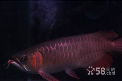 紅龍魚去哪里買便宜又好養的：如何選擇紅龍魚