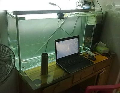森森XLX硝化菌XLM水質(zhì)安定劑（森森水質(zhì)安定劑在魚缸里的作用）