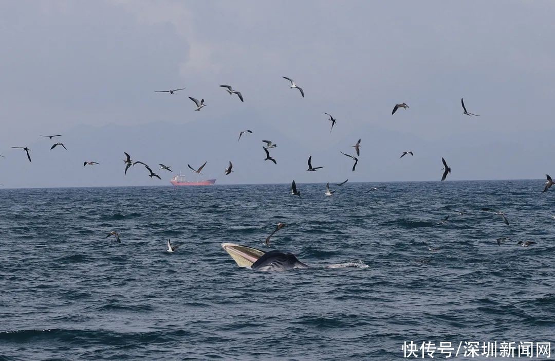 小虎魚(yú)側(cè)躺在魚(yú)缸底腮還在動(dòng)還能恢復(fù)過(guò)來(lái)么？ 小虎魚(yú)側(cè)躺在魚(yú)缸底腮還在動(dòng)還能恢復(fù)過(guò)來(lái)么？ 虎魚(yú)百科