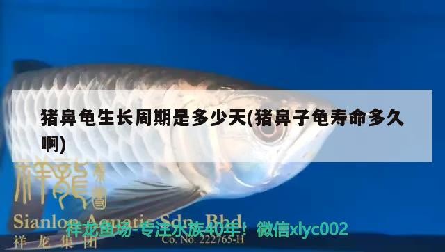 豬鼻龜生長周期是多少天(豬鼻子龜壽命多久啊)