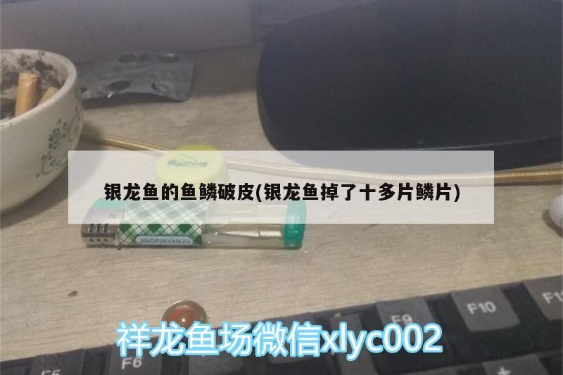 給我一份徐聞龍魚的價格對比表，徐聞地區龍魚價格對比表 給我一份徐聞龍魚的價格對比表，徐聞地區龍魚價格對比表 龍魚百科 第1張