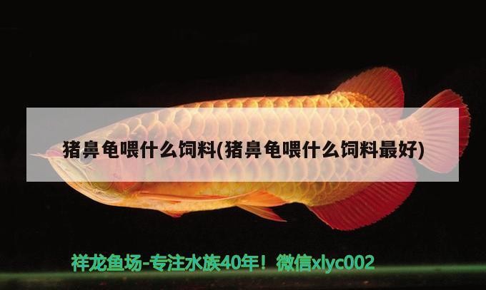 豬鼻龜喂什么飼料(豬鼻龜喂什么飼料最好)