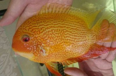 噴點菠蘿魚常見病：噴點菠蘿魚常見病的預防措施 噴點菠蘿魚常見病：噴點菠蘿魚常見病的預防措施 魚缸百科 第2張