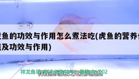 虎魚的功效與作用怎么煮法吃(虎魚的營養價值及功效與作用)