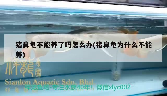 豬鼻龜不能養了嗎怎么辦(豬鼻龜為什么不能養)