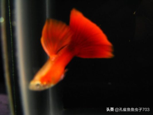 海景魚缸圖片大全高清壁紙（海景魚缸圖片大全高清壁紙圖）