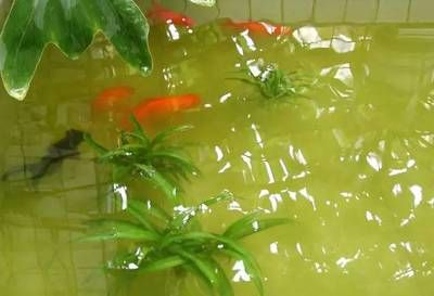 大魚缸魚糞便怎么處理的：處理大魚缸中魚糞便的處理方法：魚缸中的魚糞便的方法
