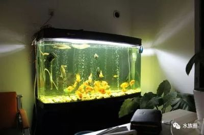 龍魚的主食就喂大麥蟲不喂別的行不行？，水族館的龍魚主食是人工飼料，包括顆粒狀、片狀和粉狀等不同形態