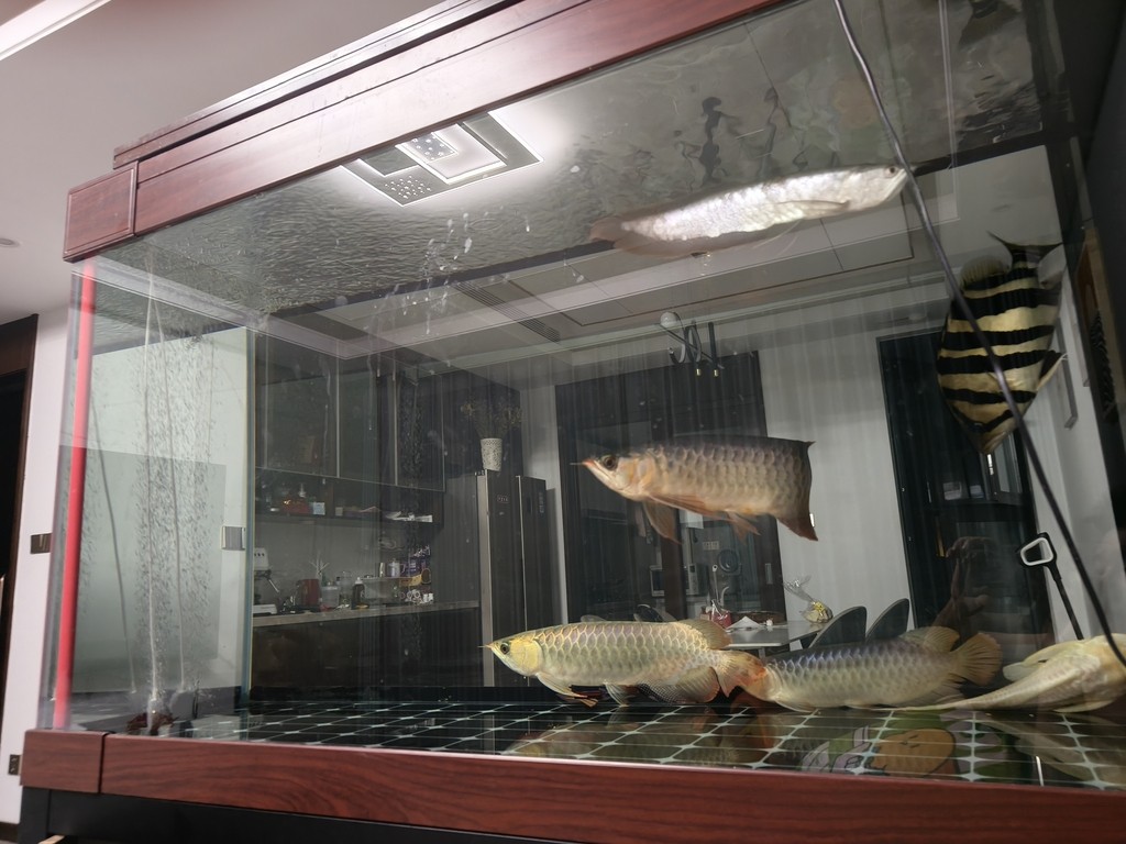 魚都困了