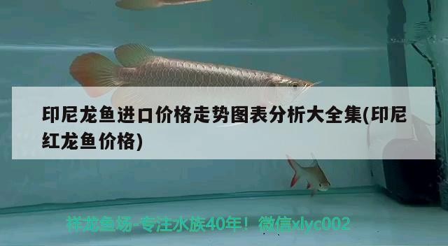 印尼龍魚進口價格走勢圖表分析大全集(印尼紅龍魚價格)