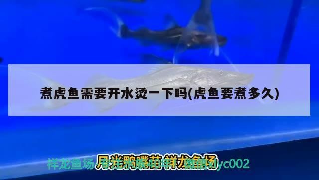 煮虎魚需要開水燙一下嗎(虎魚要煮多久)