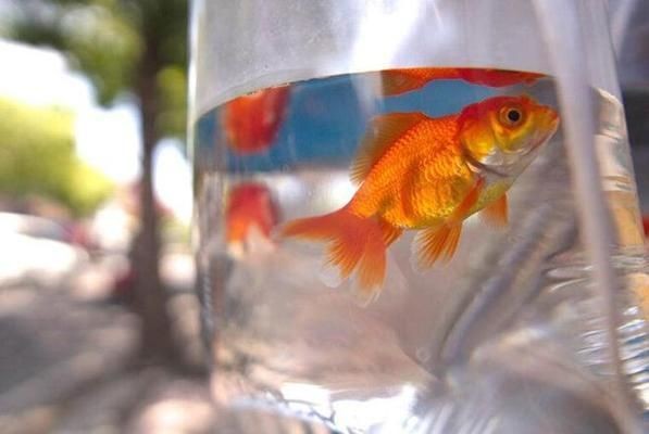 大魚缸怎么運輸：石家莊四通搬家公司大魚缸安全搬運指南 大魚缸怎么運輸：石家莊四通搬家公司大魚缸安全搬運指南 魚缸百科 第2張