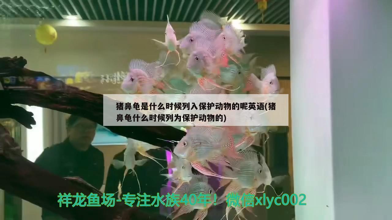 豬鼻龜是什么時候列入保護動物的呢英語(豬鼻龜什么時候列為保護動物的)