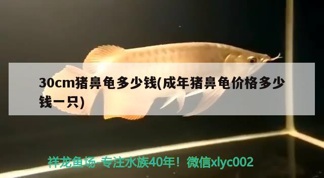 30cm豬鼻龜多少錢(成年豬鼻龜價格多少錢一只) 30cm豬鼻龜多少錢(成年豬鼻龜價格多少錢一只) 豬鼻龜百科