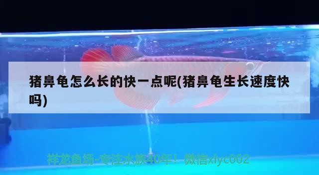 豬鼻龜怎么長的快一點呢(豬鼻龜生長速度快嗎)