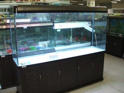 處理二手魚缸9成新魚缸魚缸二手：二手魚缸如何處理？ 處理二手魚缸9成新魚缸魚缸二手：二手魚缸如何處理？ 魚缸百科 第3張