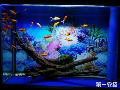 草金魚適合什么魚缸：草金魚適合家庭飼養的觀賞魚，適合家庭飼養的觀賞魚