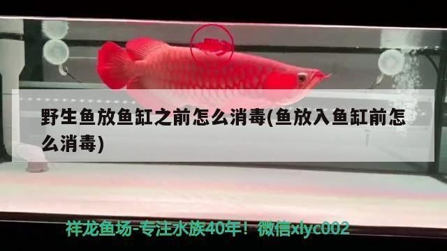 怎么挑選小紅龍魚：印尼紅龍魚飼養環境要求小紅龍魚日常護理技巧