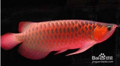 怎么挑選小紅龍魚：印尼紅龍魚飼養環境要求小紅龍魚日常護理技巧