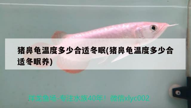 豬鼻龜溫度多少合適冬眠(豬鼻龜溫度多少合適冬眠養)
