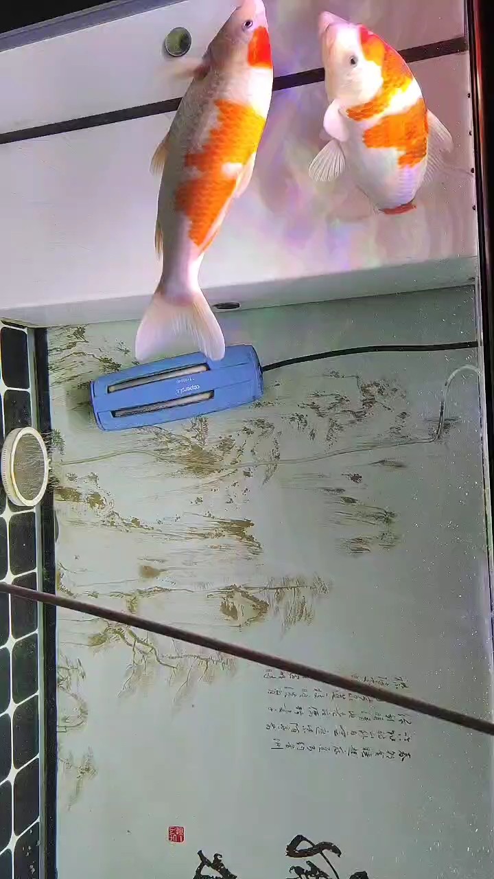 我的虎魚真菌感染了要怎么處理 到家的時候紅白和葡衣,昭和一樣大,9個月過去了,昭和基本上沒有長,但其他的已經快有兩個昭和大了,為什么呢? 龍魚論壇 到家的時候紅白和葡衣,昭和一樣大,9個月過去了,昭和基本上沒有長,但其他的已經快有兩個昭和大了,為什么呢? 到家的時候紅白和葡衣,昭和一樣大,9個月過去了,昭和基本上沒有長,但其他的已經快有兩個昭和大了,為什么呢? 龍魚論壇