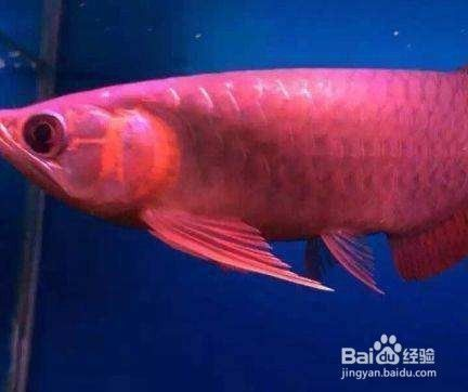 印尼小紅龍魚價格多少一條魚：印尼小紅龍魚價格大致在2600元/條至五千多塊 印尼小紅龍魚價格多少一條魚：印尼小紅龍魚價格大致在2600元/條至五千多塊 紅龍魚百科 第4張