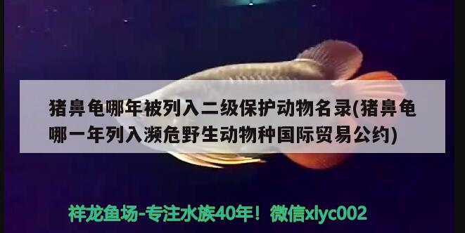 豬鼻龜屬幾級保護動物(豬鼻龜屬幾級保護動物?) 豬鼻龜屬幾級保護動物(豬鼻龜屬幾級保護動物?) 豬鼻龜百科