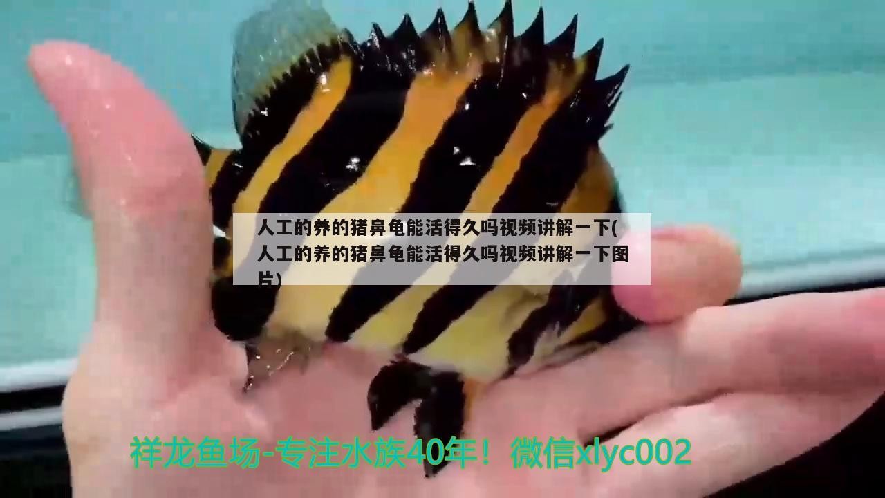 人工的養的豬鼻龜能活得久嗎視頻講解一下(人工的養的豬鼻龜能活得久嗎視頻講解一下圖片) 人工的養的豬鼻龜能活得久嗎視頻講解一下(人工的養的豬鼻龜能活得久嗎視頻講解一下圖片) 豬鼻龜百科