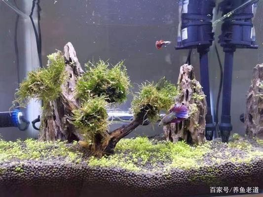 1.2米的魚缸用多大的氧氣泵(12米的魚缸用多大的氧氣泵合適)