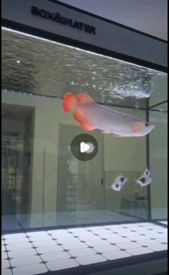準備入手這條魚 龍魚論壇 準備入手這條魚 準備入手這條魚 龍魚論壇