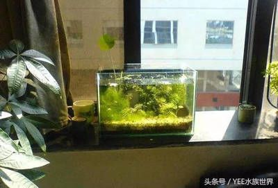 龍魚吃不吃魚糧