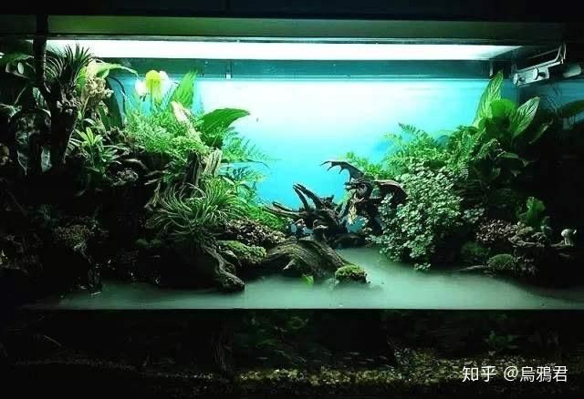 龍魚吃不吃魚糧