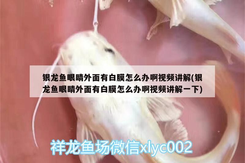 銀龍魚(yú)眼睛外面有白膜怎么辦啊視頻講解(銀龍魚(yú)眼睛外面有白膜怎么辦啊視頻講解一下)